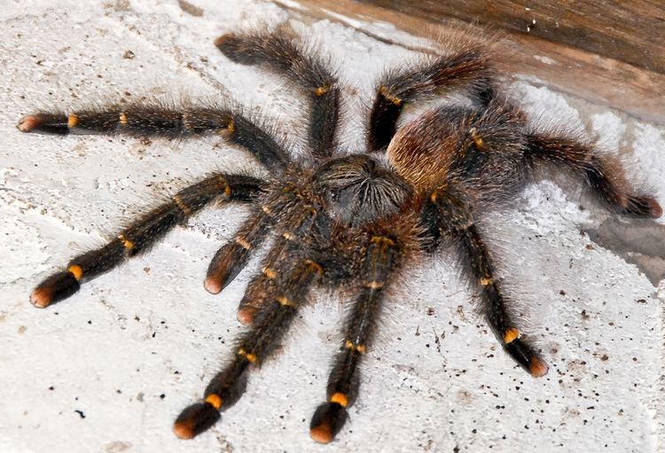 Peruvian Yellow Pink-Toe Tarantula | Avicularia aurantiaca (Med)