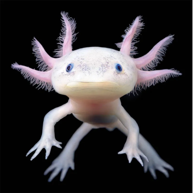 Axolotl | Ambystoma mexicanum