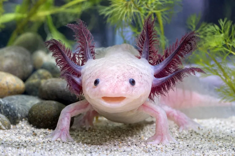 Axolotl | Ambystoma mexicanum