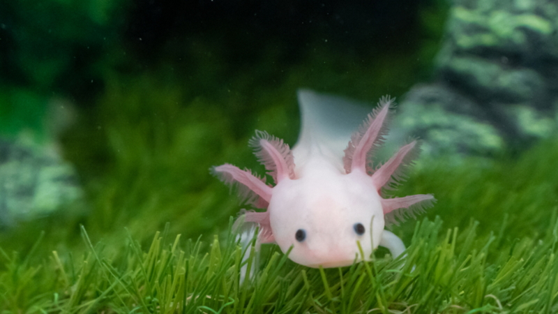 Axolotl | Ambystoma mexicanum