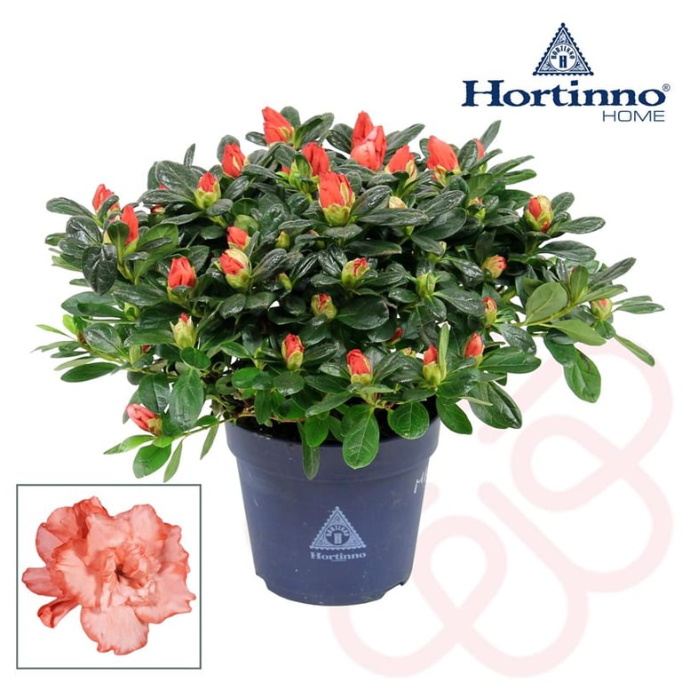 Azalea 'Hortinno' bicolor P13