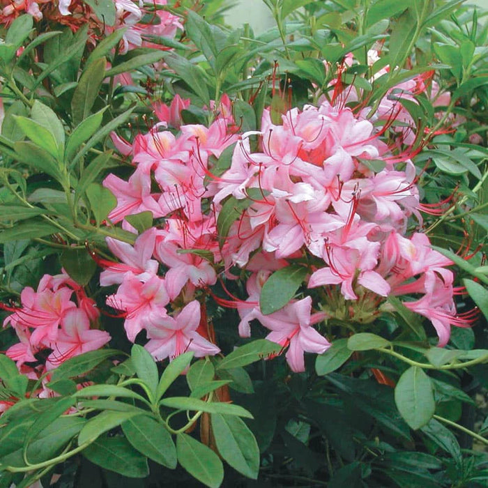 Azalea Viscosum 'Pink And Sweet' C4,6