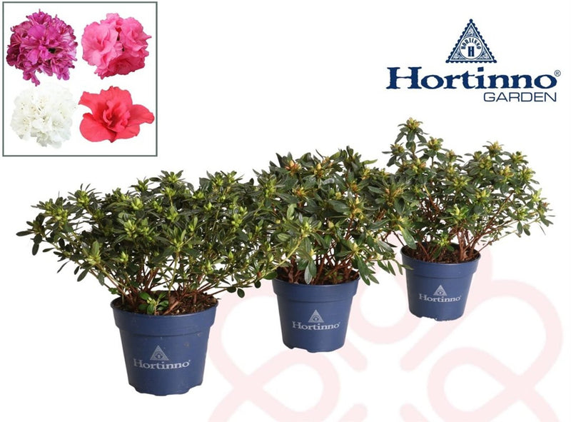 Azalea 'Hortinno' Garden 1.5 Litre (Sold Individually)