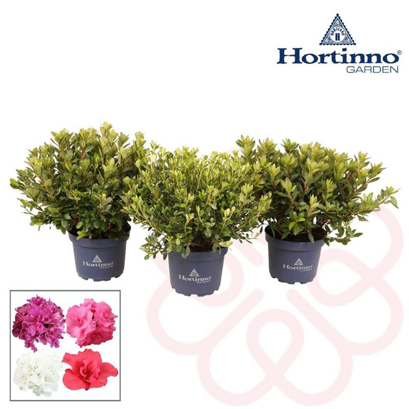Azalea 'Hortinno' Garden 3 Litre (Sold Individually)