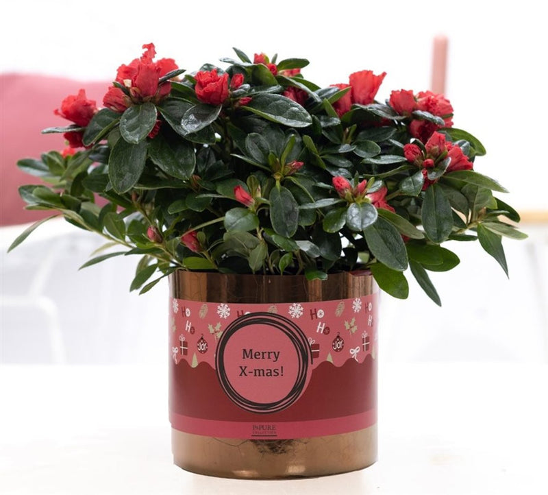 Azalea simsii red(Pure) / 12 cm ceramic X-mas
