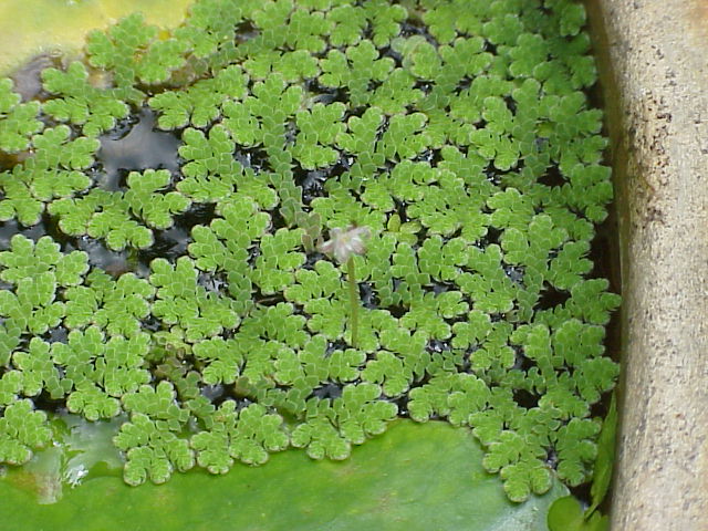 Azolla caroliniana BEAKER