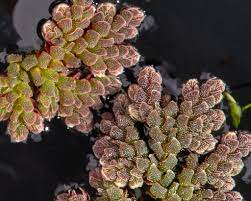 Azolla caroliniana BEAKER