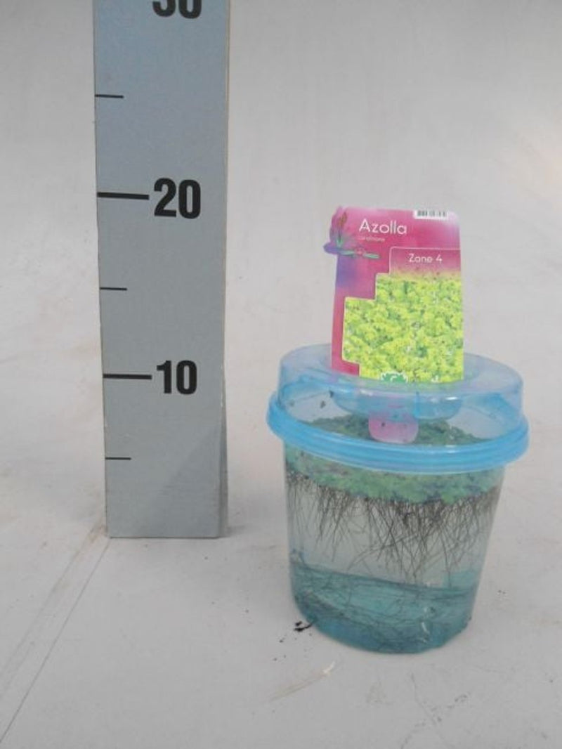 Azolla caroliniana BEAKER