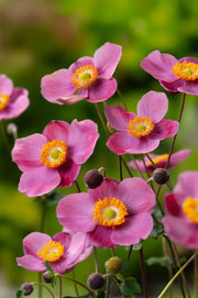 Anemone hupehensis 'Praecox'