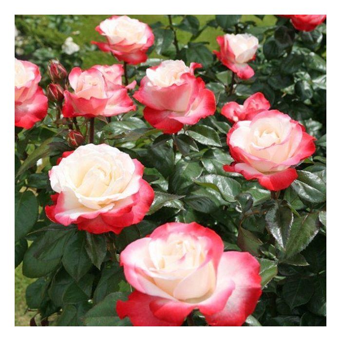 Nostalgie Hybrid Tea Rose (4.5 Litre)