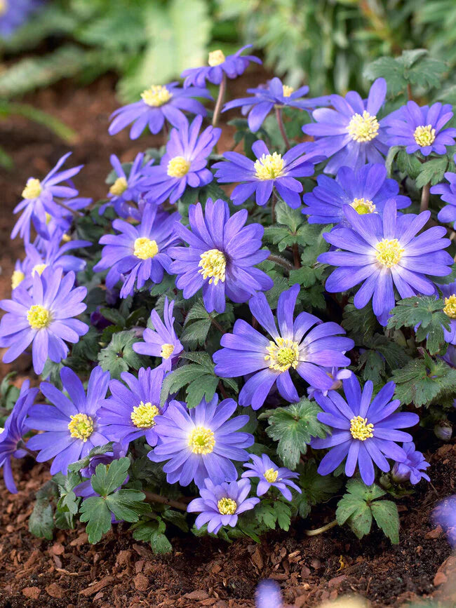 Anemone blanda 'Blue Shades' (25 Pack)