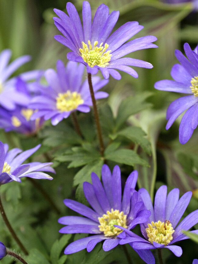 Anemone blanda 'Blue Shades' (60 Pack)