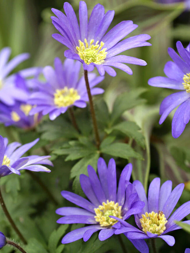 Anemone blanda 'Blue Shades' (25 Pack)