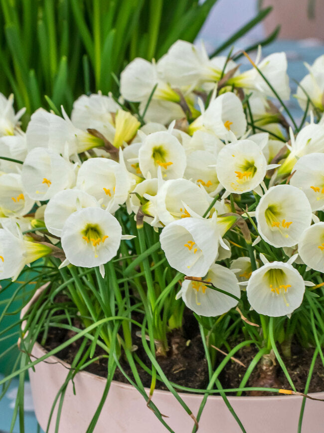 Daffodil 'Arctic Bells'
