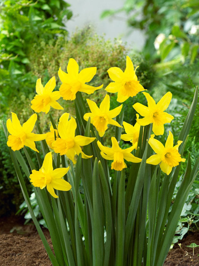 Daffodil Narcissus 'February Gold' (20 Pack)