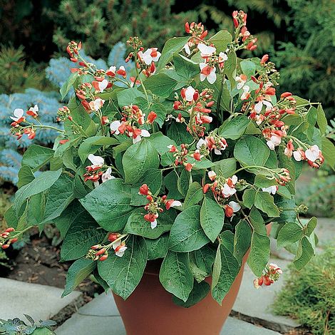 Dwarf Runner Bean 'Hestia'