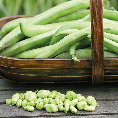 Broad Bean 'Masterpiece Green Longpod'