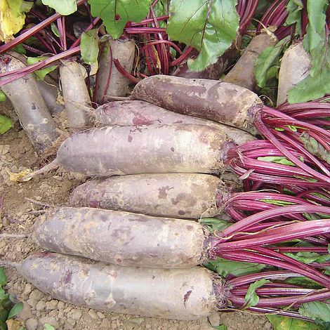 Beetroot 'Alto' F1 Hybrid