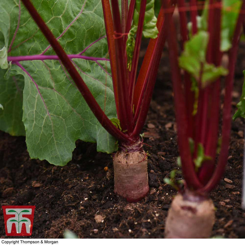 Beetroot 'Alto' F1 Hybrid