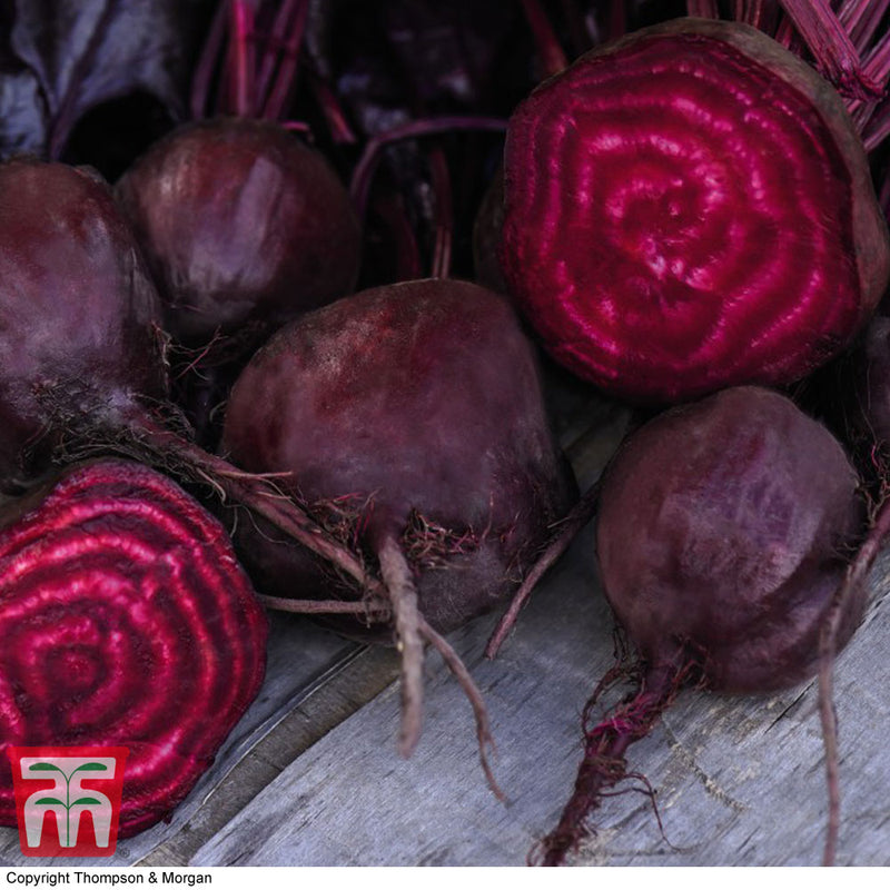 Beetroot 'Morello'