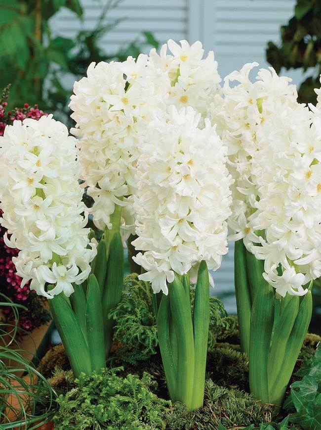 Hyacinth Carnegie Garden (5 Bulbs Per Pack)
