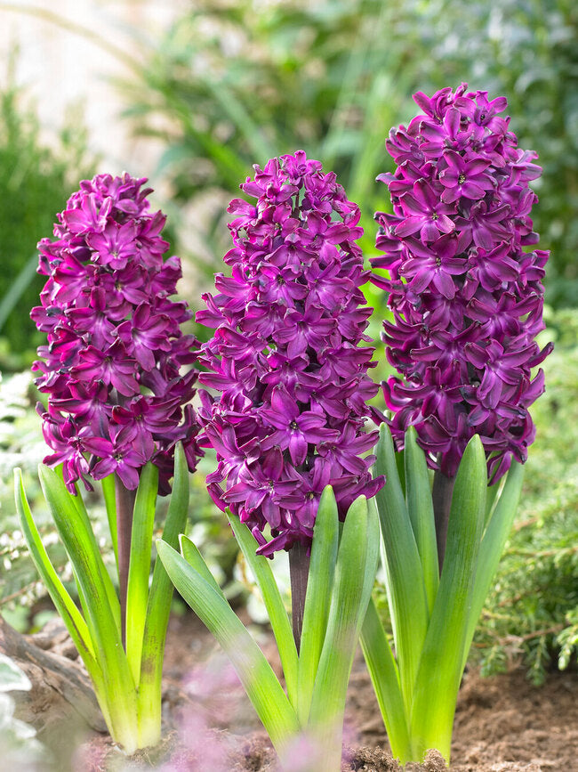 Hyacinth 'Woodstock' (4 Pack)