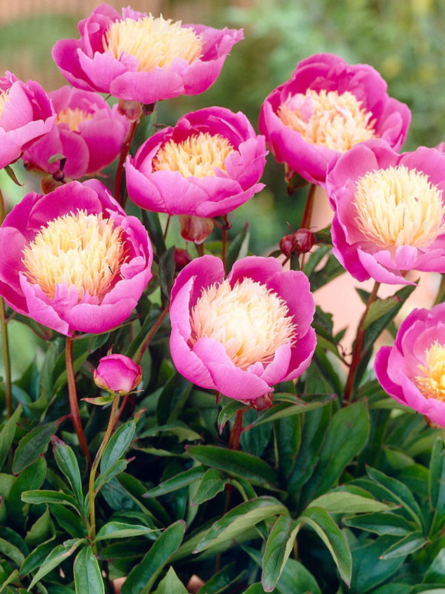 Paeonia Lactiflora | Bowl of Beauty (Penoy)
