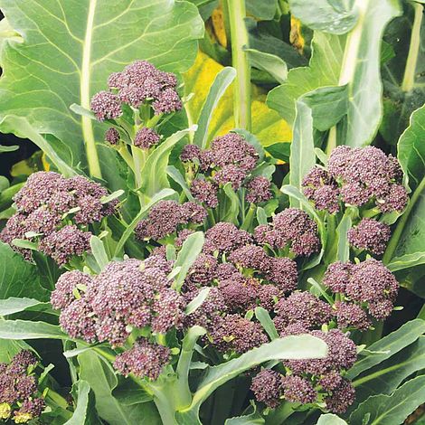 Broccoli 'Summer Purple' (Purple Sprouting)