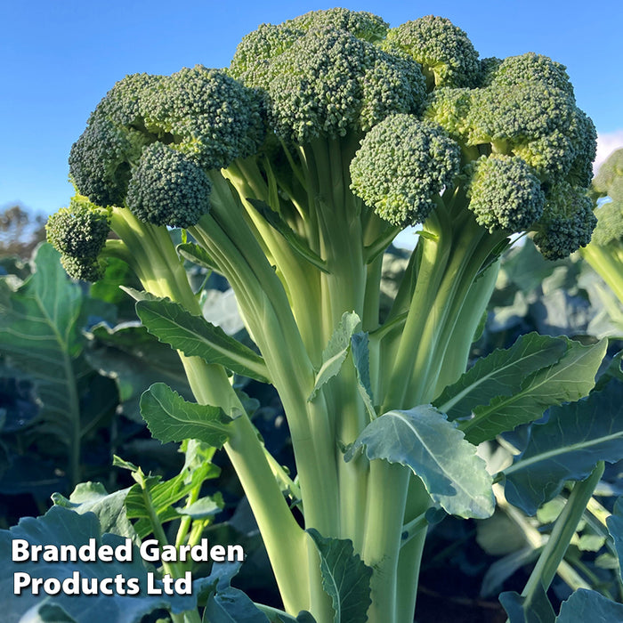 Broccoli (Easy Floret) 'Skytree' F1