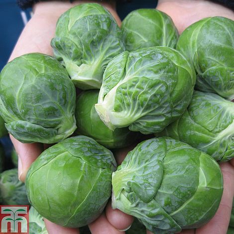 Brussels Sprout 'Cryptus' F1