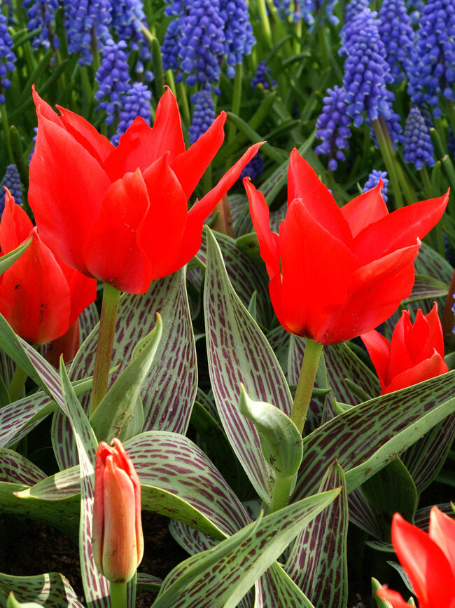 Tulip 'Red Riding Hood' (9 Pack)