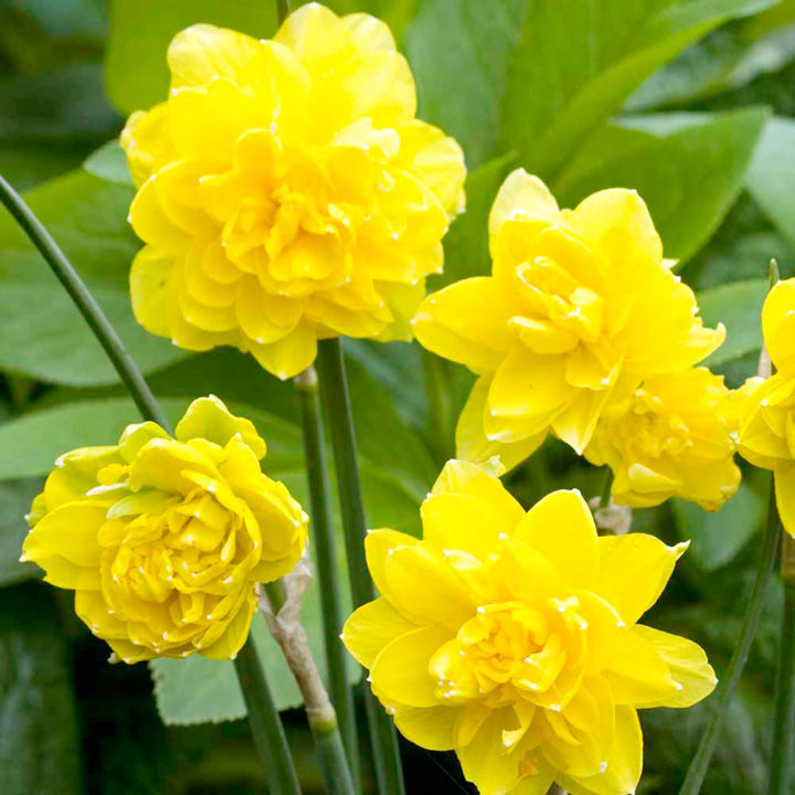 Daffodil Narcissus 'Pencrebar' (7 Pack)
