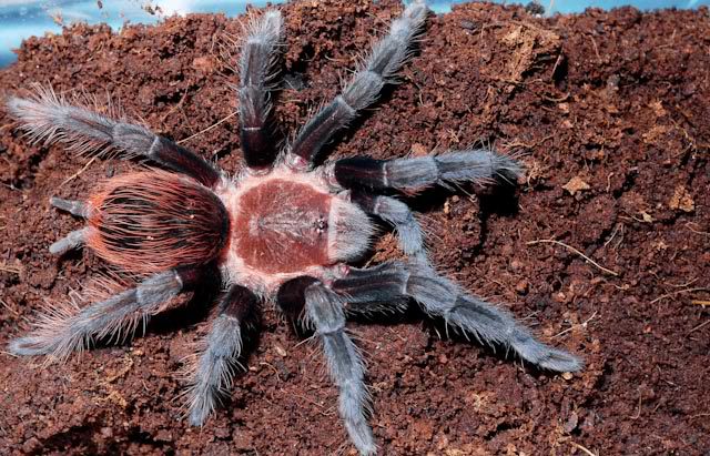 Veracruz Red-rump Tarantula (Tliltocatl ex. Brachypelma