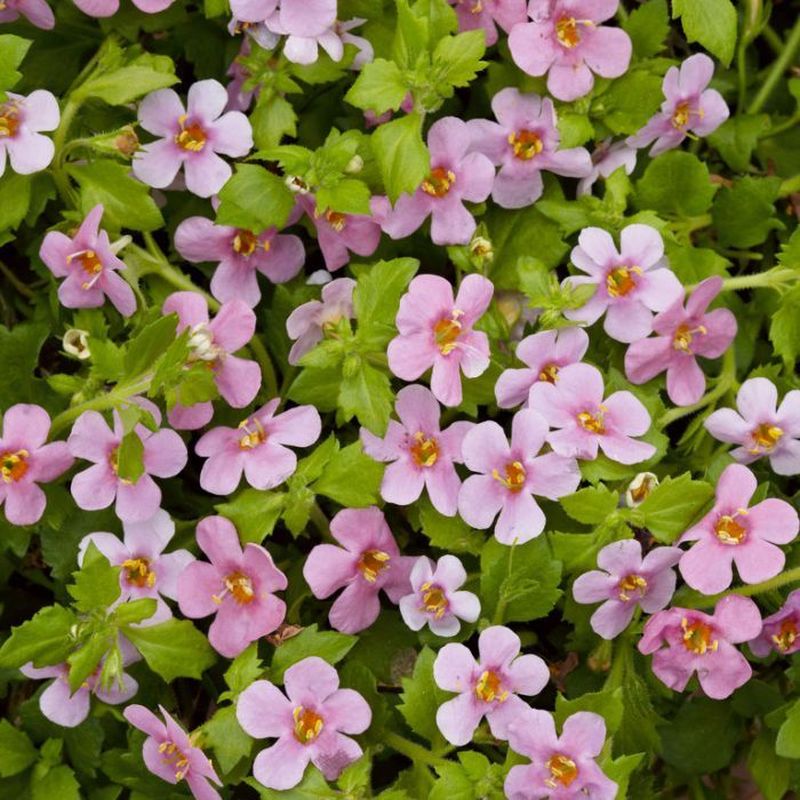 Bacopa Pink 10cm