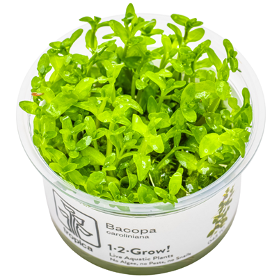 Bacopa Caroliniana 1-2 Grow