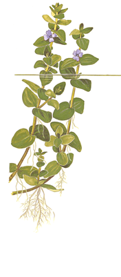Bacopa Caroliniana 1-2 Grow
