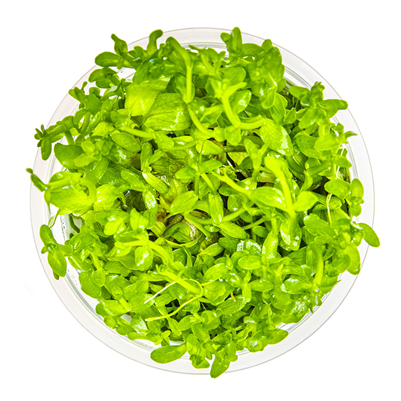 Bacopa Caroliniana 1-2 Grow