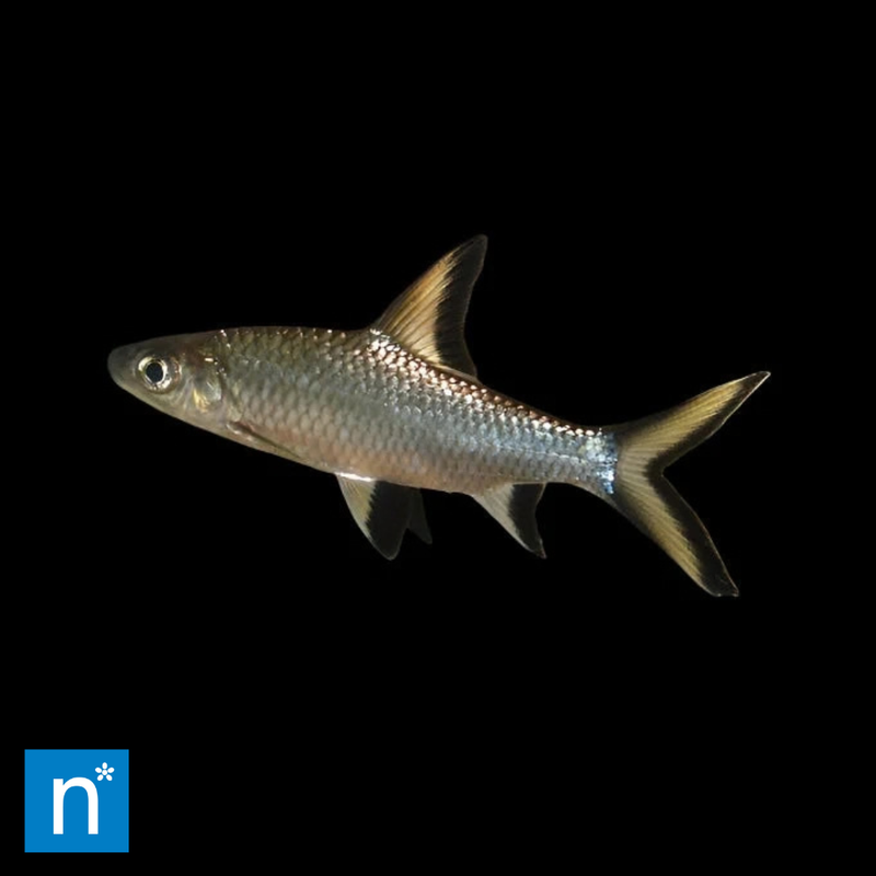 Bala Shark | Balantiocheilos melanopterus