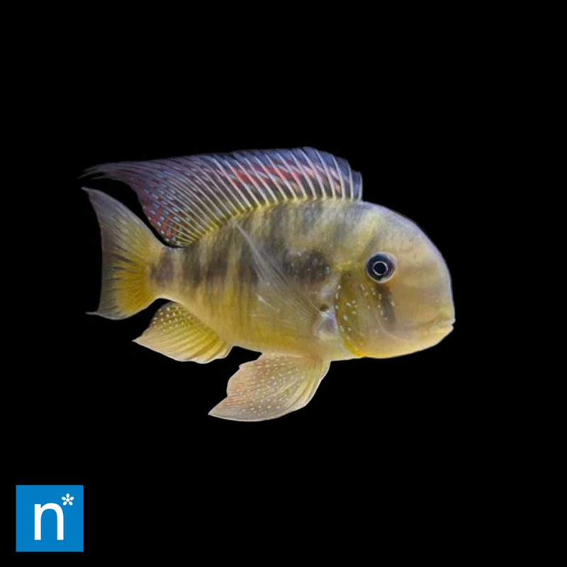 A small cichlid fish with a yellowish-gold body, dark vertical barring, and a translucent purple-blue dorsal fin, shown against a solid black background with a small blue 'n*' logo in the bottom-left corner.