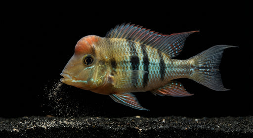 A live aquarium fish, likely a Cichlid, with a prominent orange-red crown, vertical black stripes, and iridescent blue-green body scales, swimming against a solid black background.