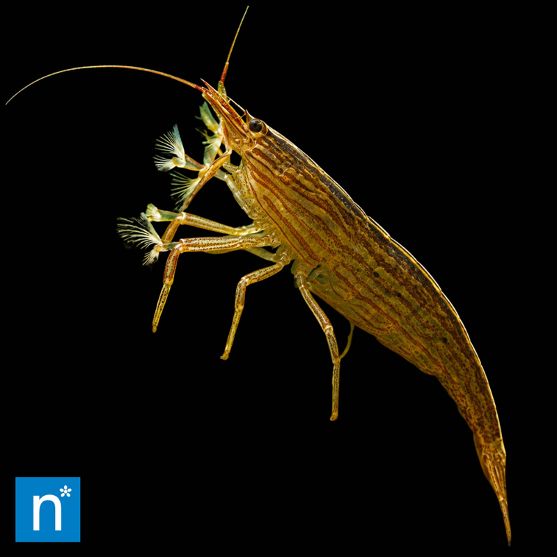 Bamboo Shrimp | Atyopsis moluccensis (2–3cm)
