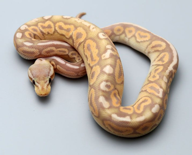 Banana Pewter Ball Python