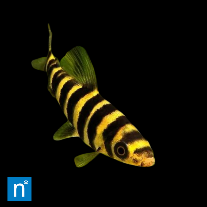 Banded Leporinus | Leporinus affinis