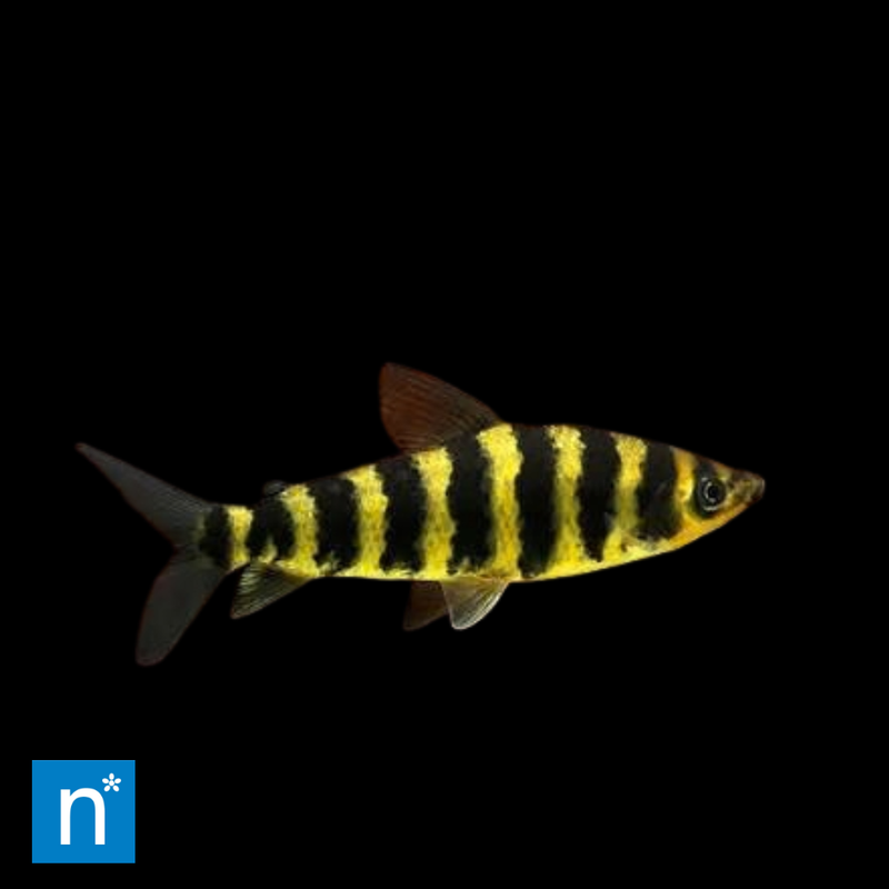 Banded Leporinus | Leporinus affinis