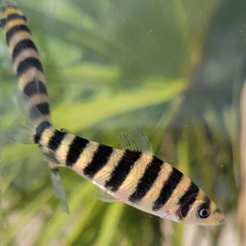 Banded Leporinus | Leporinus affinis