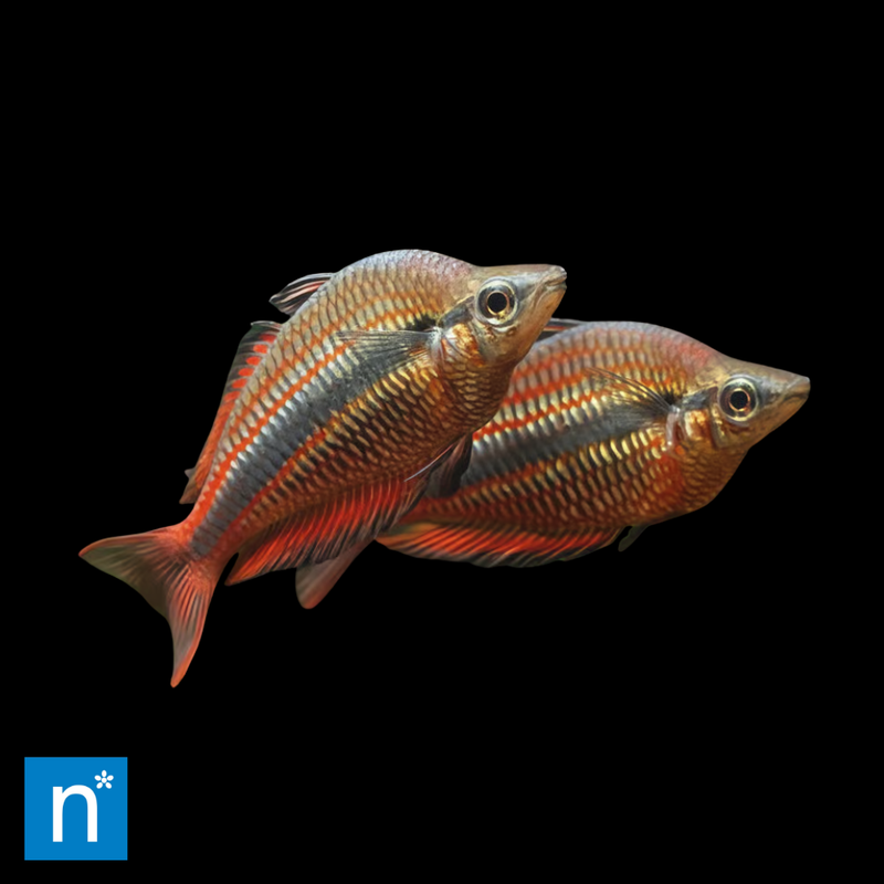 Banded Rainbowfish | Melanotaenia trifasciata