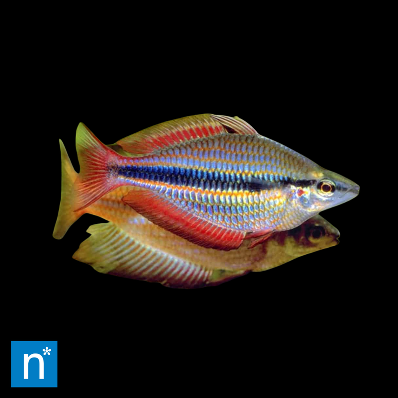 Banded Rainbowfish | Melanotaenia trifasciata