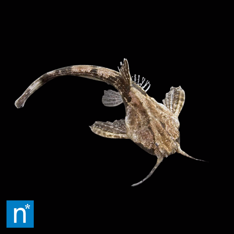 Banjo Catfish | Bunocephalus sp.