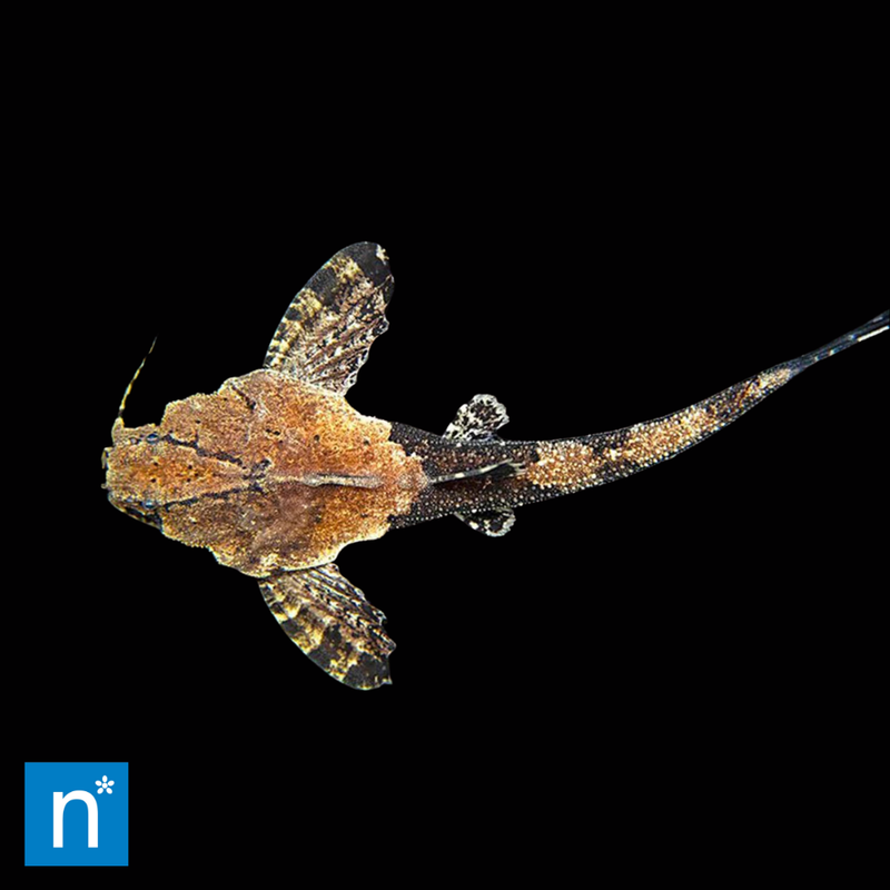 Banjo Catfish | Bunocephalus sp.