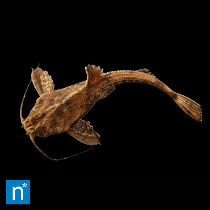 Banjo Catfish | Bunocephalus sp.